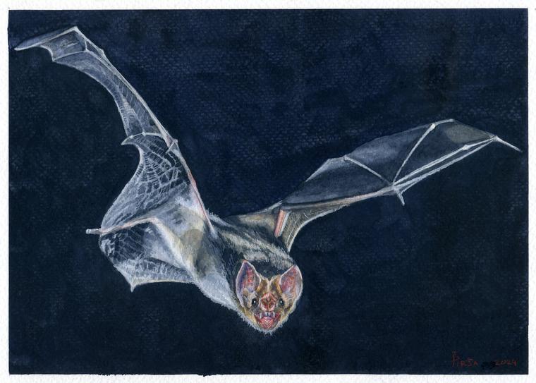 Vampire bat