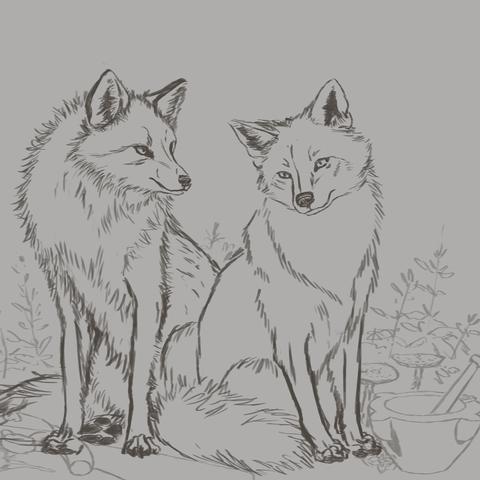 Two Foxes sketch